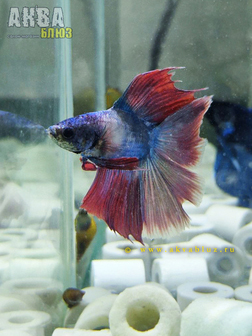 Рыбка "ПЕТУШОК" в продаже в АКВА БЛЮЗ!