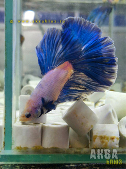 Рыбка "ПЕТУШОК" в продаже в АКВА БЛЮЗ!