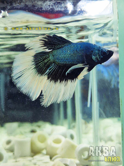 Рыбка "ПЕТУШОК" в продаже в АКВА БЛЮЗ!