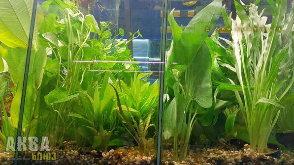 Лучший выбор растений для аквариума в Челябинске | Салон-магазин "АКВА БЛЮЗ"