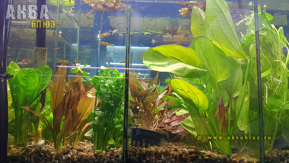 Лучший выбор растений для аквариума в Челябинске | Салон-магазин "АКВА БЛЮЗ"