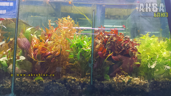 Лучший выбор растений для аквариума в Челябинске | Салон-магазин "АКВА БЛЮЗ"