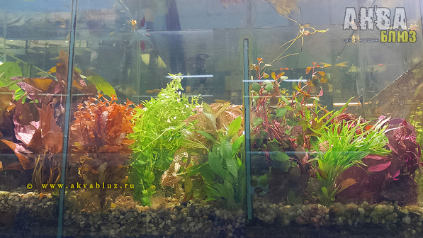 Лучший выбор растений для аквариума в Челябинске | Салон-магазин "АКВА БЛЮЗ"