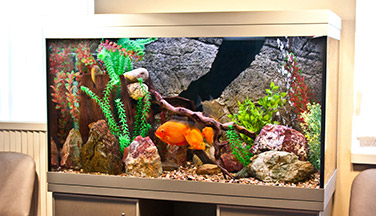 Пресноводный аквариум «Амазон» - 250 литров