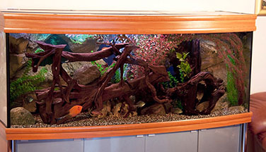 Пресноводный аквариум «Амазон» - 400 литров
