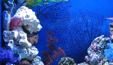 Морской аквариум с искусственными декорациями 400 литров