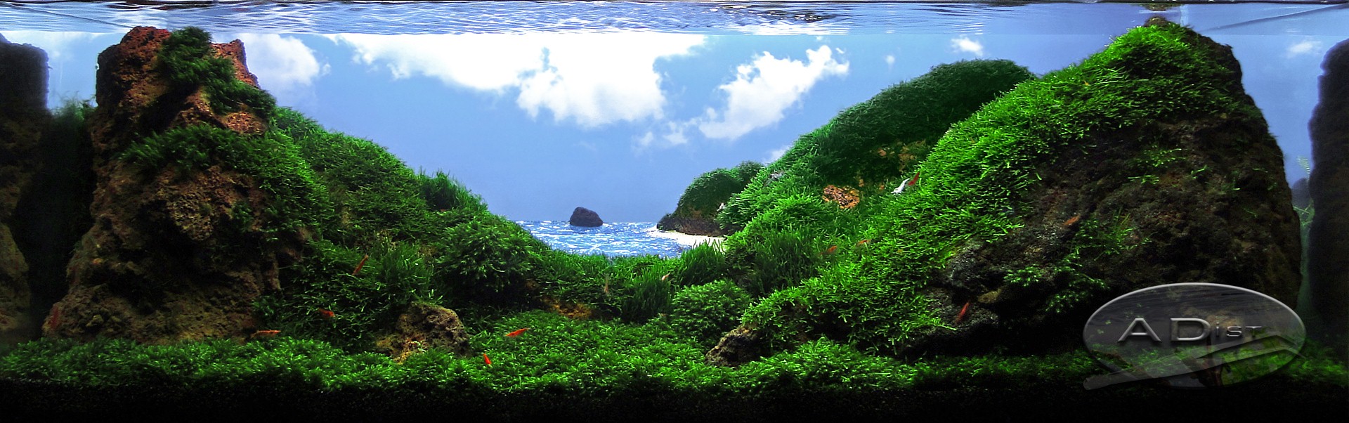 Акваскейп – одно из направлений в искусстве природной аквариумистики