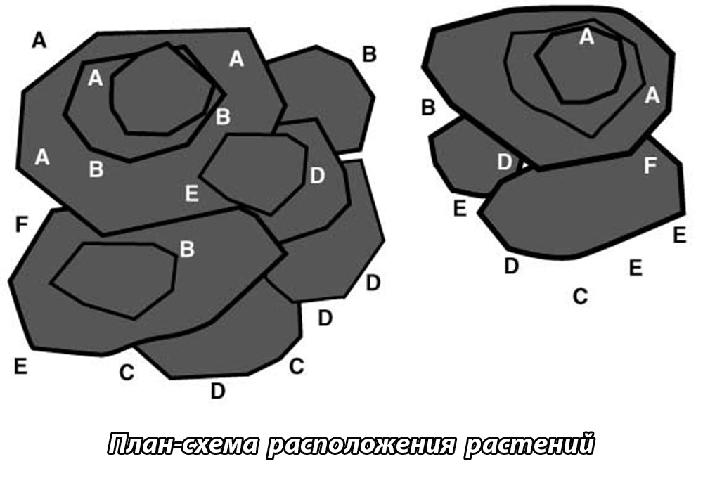 План-схема расположения растений