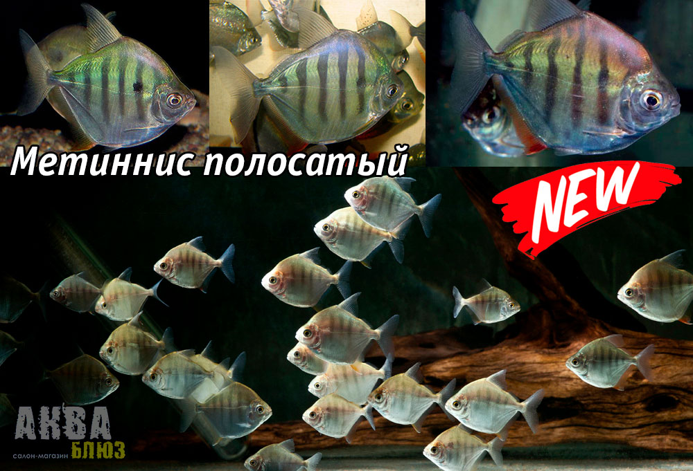 МЕТИННИС ПОЛОСАТЫЙ (Metynnis fasciatus)