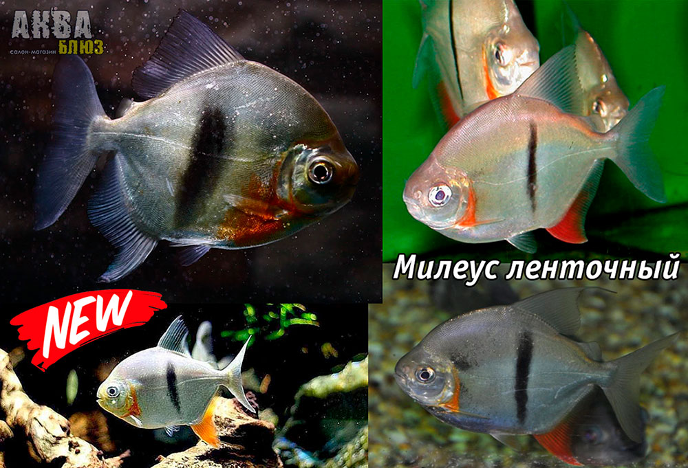 МИЛЕУС ЛЕНТОЧНЫЙ (Myleus schomburgkii)