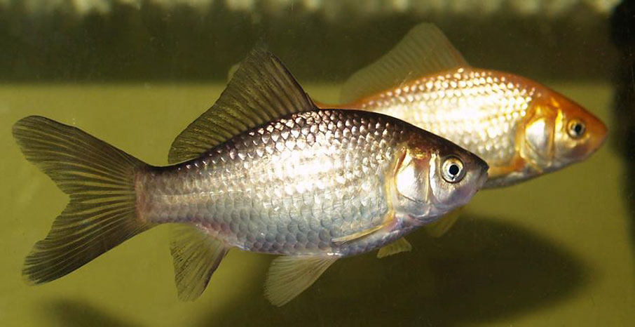 Китайский серебряный карась (Carassius auratus)