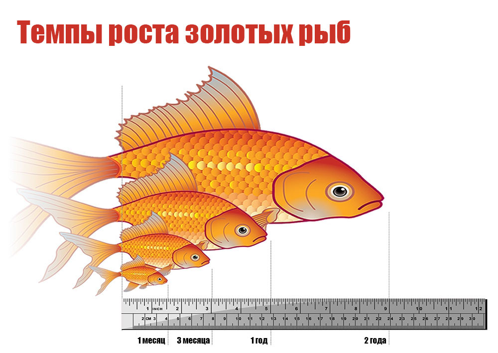 Диаграмма роста золотых рыб