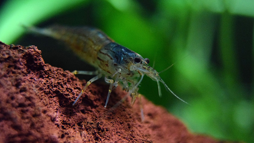 Креветка Амано (Caridina multidentata)