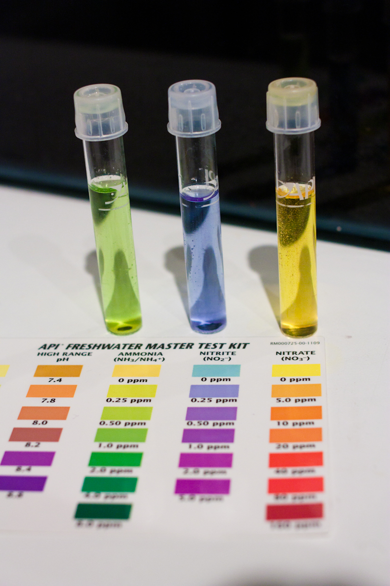 Регулярное тестирование воды - залог успешного содержания аквариумных рыб.