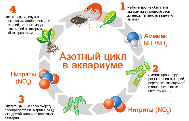 Схема азотного цикла в аквариуме.