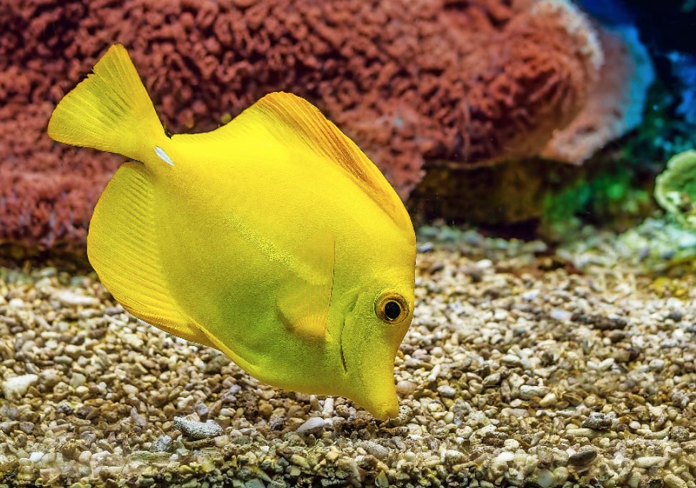 Зебрасома желтая (Zebrasoma flavescens) в морском аквариуме