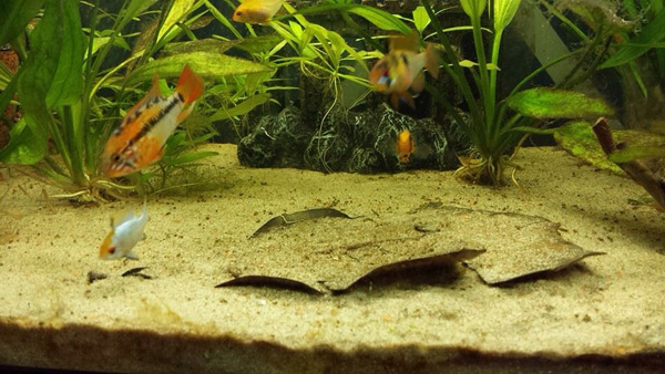Биотопный аквариум с мелким песчаным грунтом