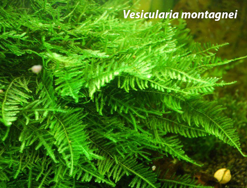 Мох рождественский (Vesicularia montagnei)
