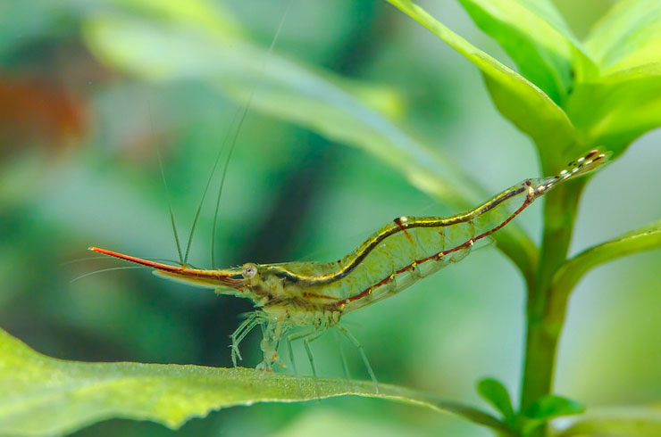 Креветка Пиноккио (Caridina gracilirostris)