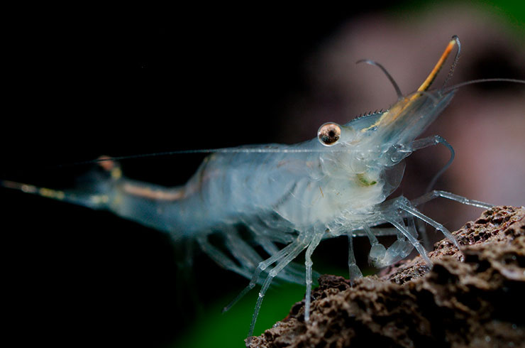 Креветка Пиноккио (Caridina gracilirostris)