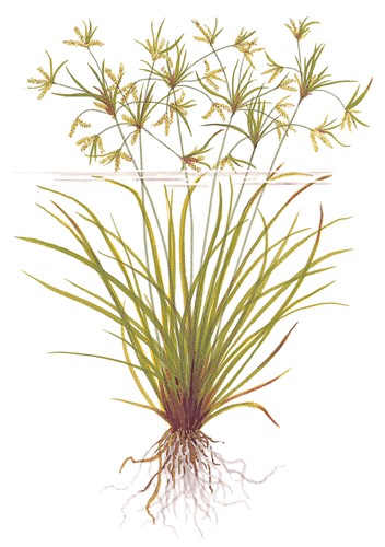 Циперус Хелфера (Cyperus helferi)