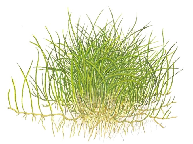 Элеохарис "Мини" (Eleocharis acicularis sp. Mini)