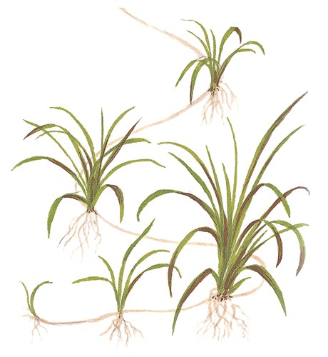 Эхинодорус нежный (Helanthium tenellum sp. Green)