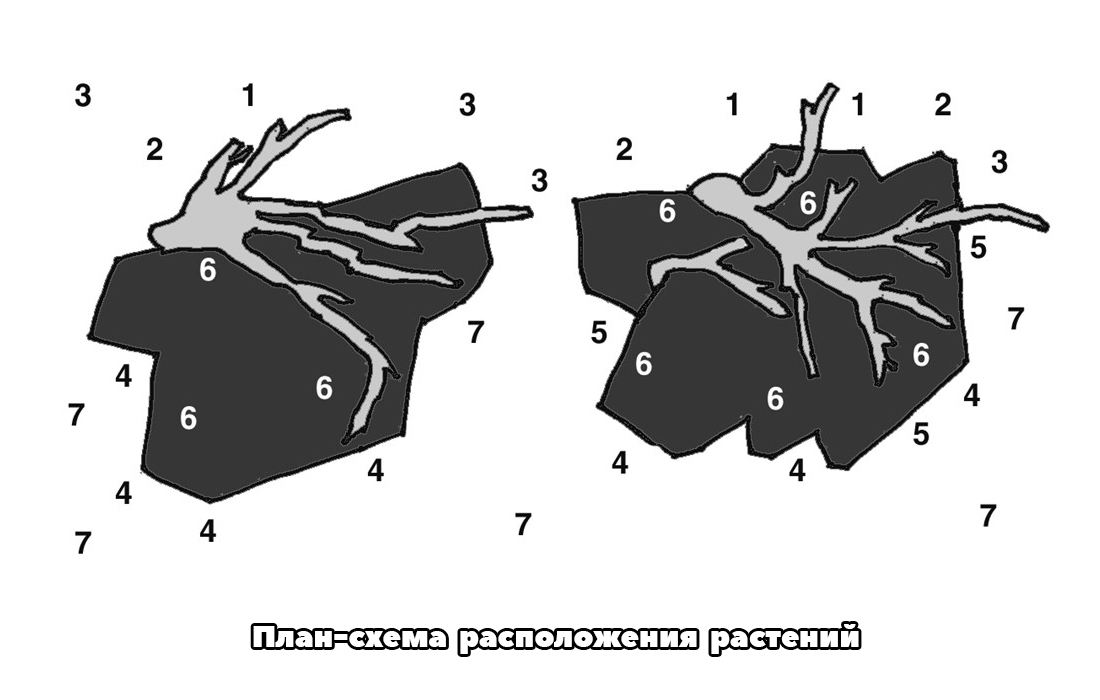 План-схема расположения растений