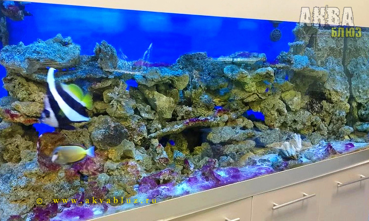 Камни живые "Live rocks" для морского аквариума (Индонезия, кг)