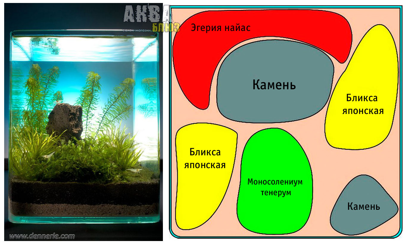 Схема посадки растений в аквариуме