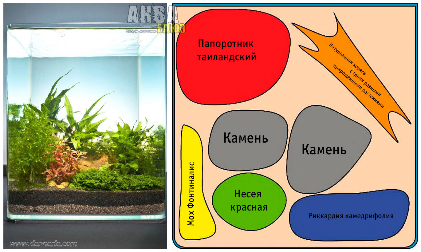 Схема посадки растений в аквариуме
