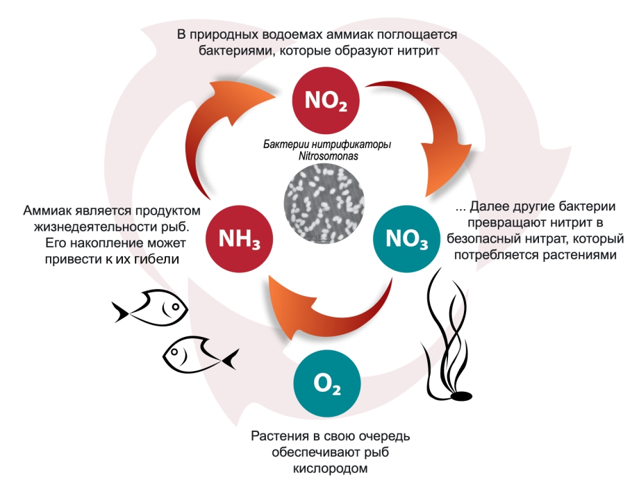 Азотный цикл в аквариуме