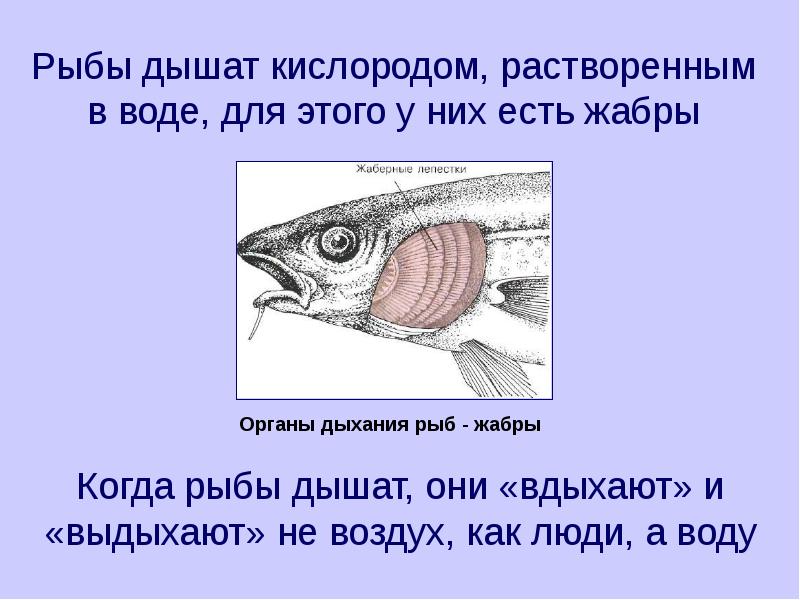 Дыхательная система рыб