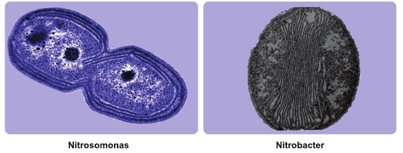 Бактерии Nitrosomonas и Nitobacter