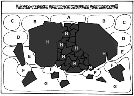 План-схема расположения растений