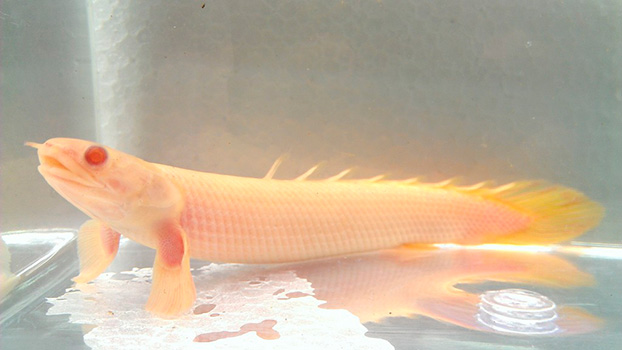 Полиптерус сенегальский альбинос