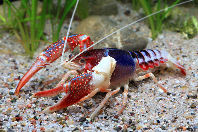 Рак флоридский красный (Procambarus clarkii) | 120 руб/шт