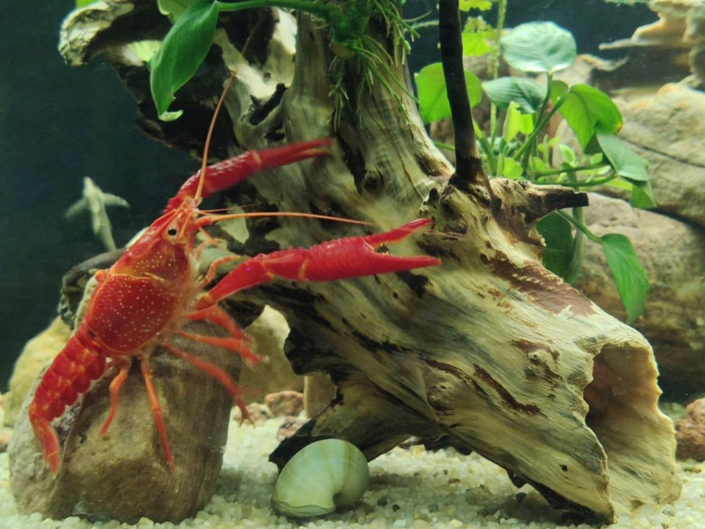 Рак флоридский красный (Procambarus clarkii) | 120 руб/шт