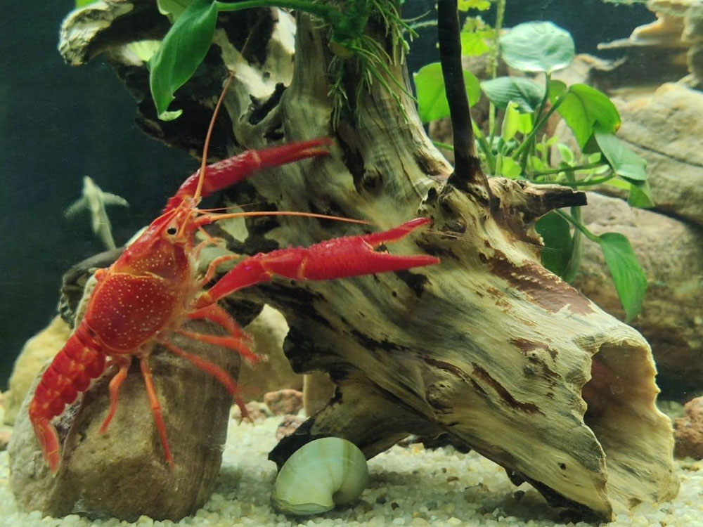 Рак флоридский красный (Procambarus clarkii)