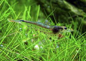 Рыбка сиамский водорослеед