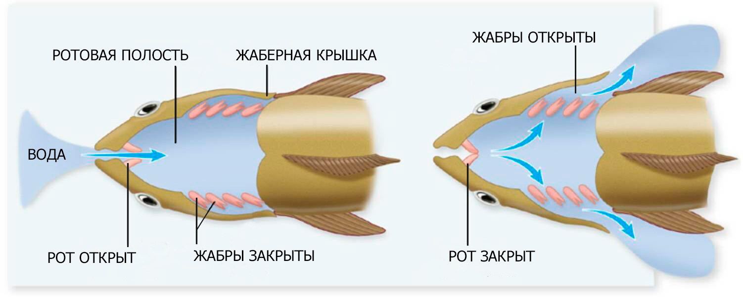 Жаберное дыхание рыб