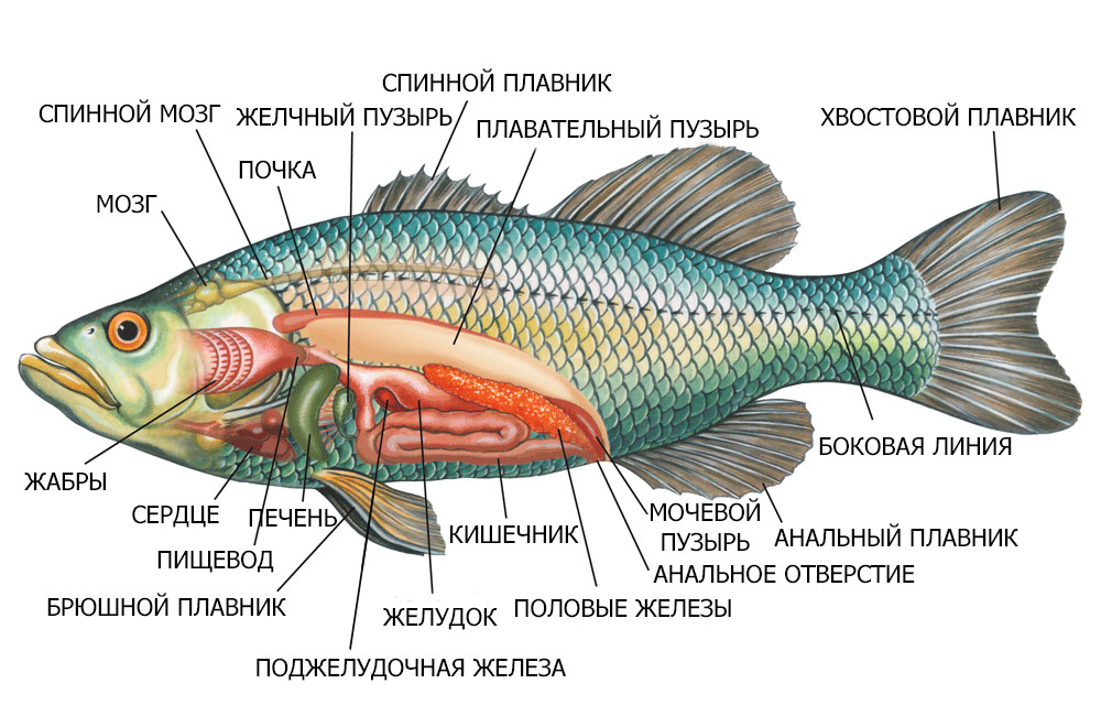 Строение рыб