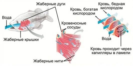 Жабры строение