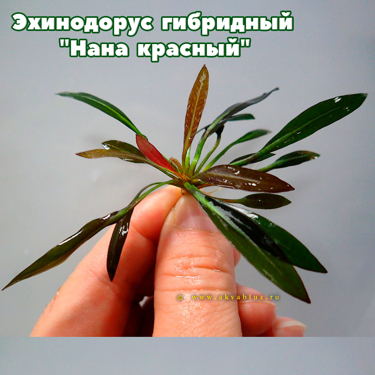 Эхинодорус гибридный "Нана красный" | 200 руб/шт