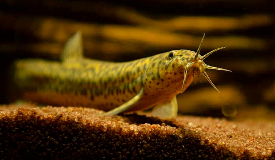 Амурский вьюн (Misgurnus anguillicaudatus)