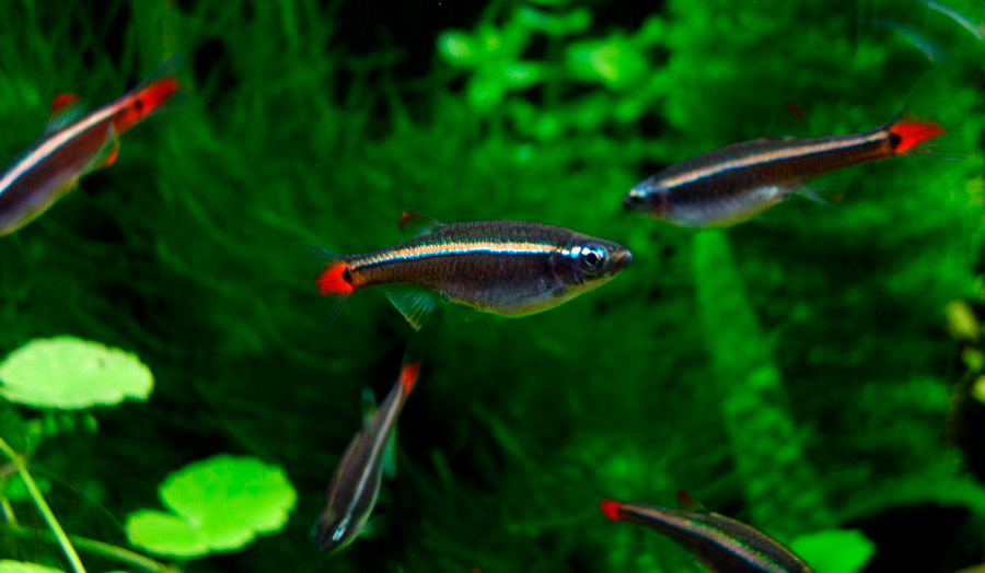 Кардинал (Tanichthys albonubes)