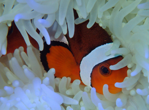 Клоун Оцеллярис (Amphiprion Ocellaris)