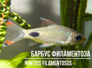 Брачные "разборки" в аквариуме | Барбус филаментоза (Puntius filamentosus)
