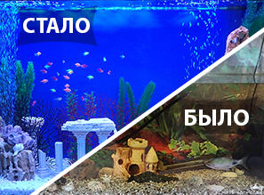 Светящиеся рыбки - ТЕРНЕЦИЯ GLO FISH | Аквариумы наших клиентов - ПЕРЕЗАПУСК