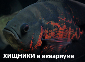 КРУПНЫЕ ХИЩНИКИ аквариума - АСТРОНОТУС тигровый глазчатый и Оскар красный